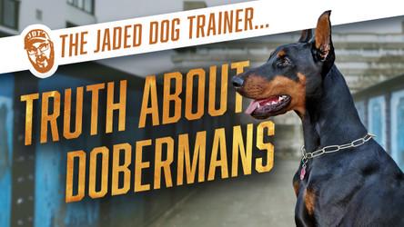 The Jaded Dog Trainer: The Truth About Doberman Pinschers