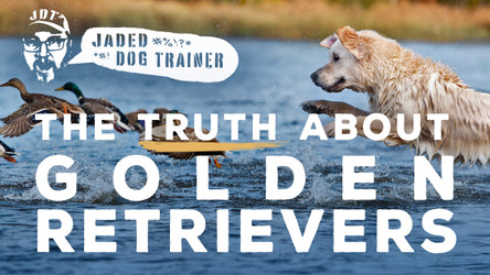 The Jaded Dog Trainer: The Truth About Golden Retrievers