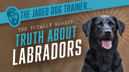 The Jaded Dog Trainer: The Truth About Labradors