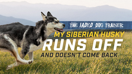 The Jaded Dog Trainer: My Siberian Husky Runs Forever!