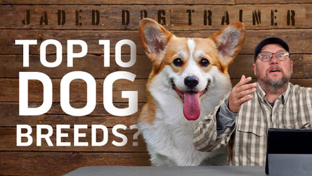 Top 10 Dog Breeds (Google's Ranking) - The Jaded Dog Trainer Reacts