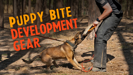 ray allen dog training