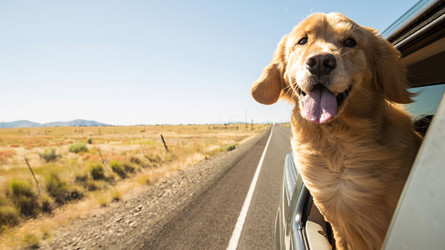 5 Easy Ways To Make Your Road Trip With Your Dog Stress-Free