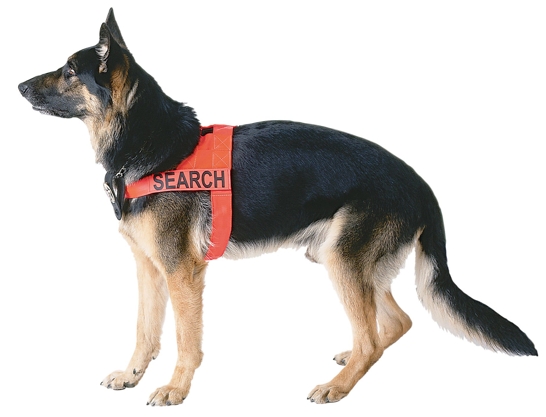 sar dog harness
