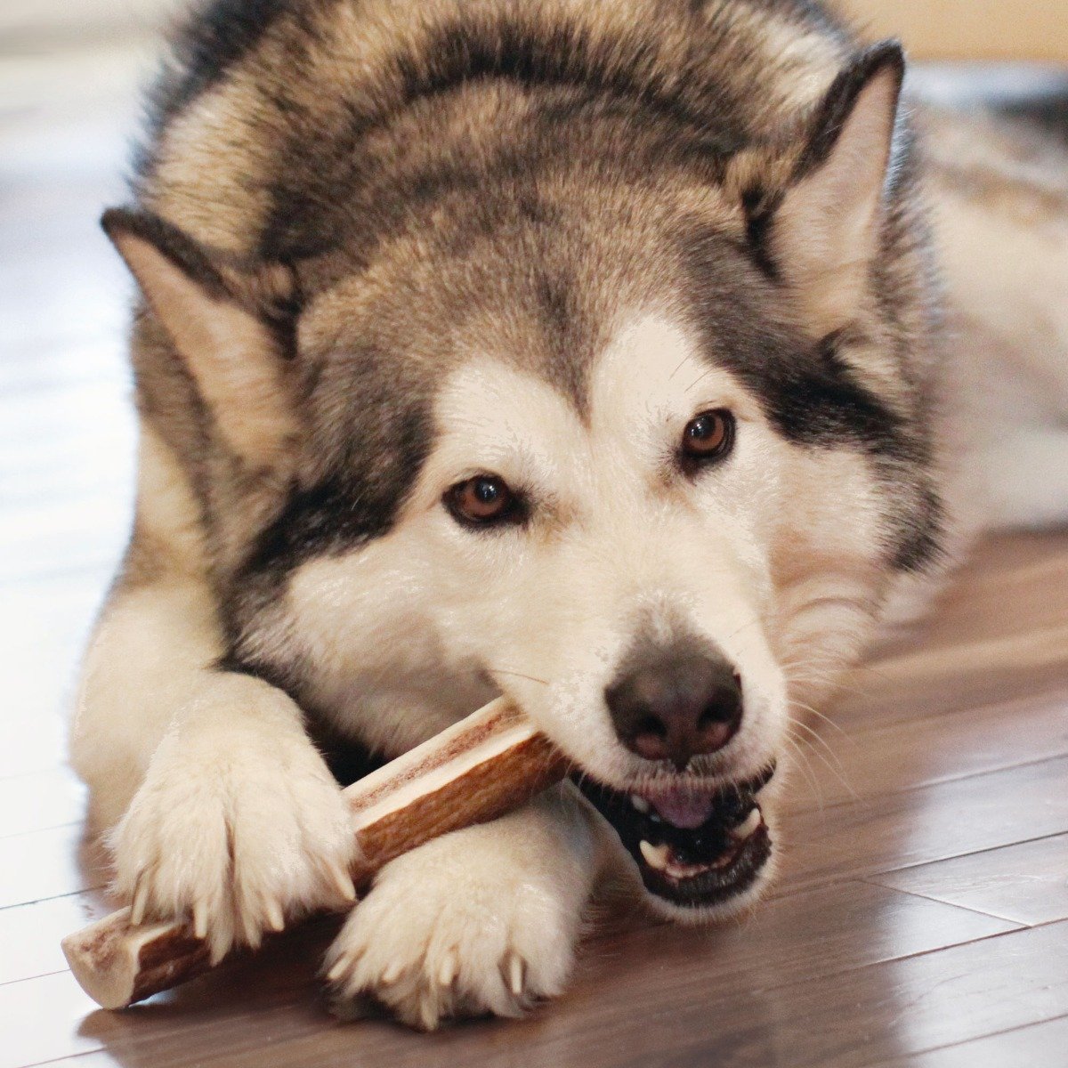 kong wild antler large