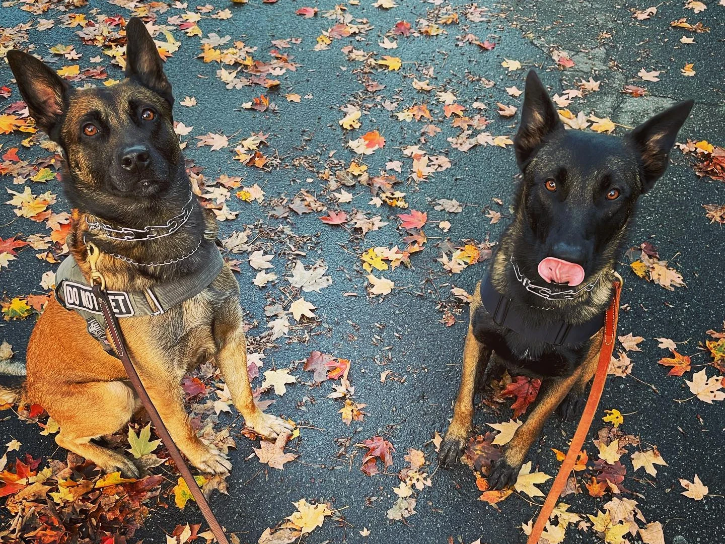Fall Training Reset: Inspecting and Replacing Your K9 Equipment