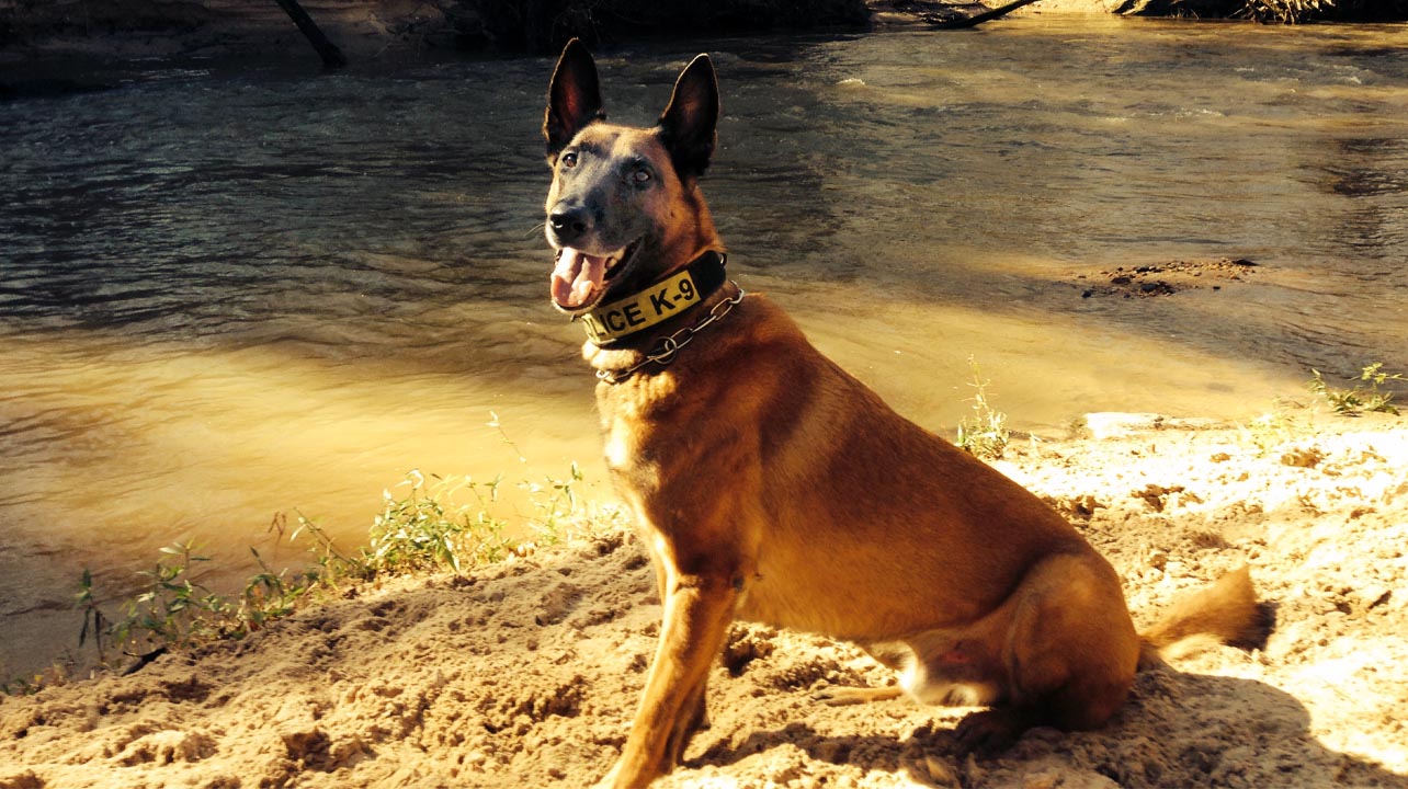 K9 Spotlight: Steve Russo & K9 Nick