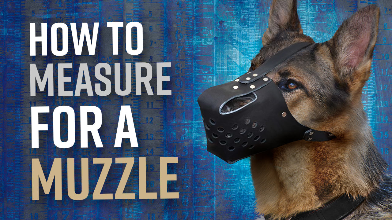 How to Measure for Dog Muzzle Sizing