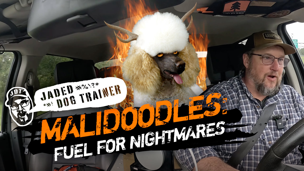 The Jaded Dog Trainer Talks Malidoodles