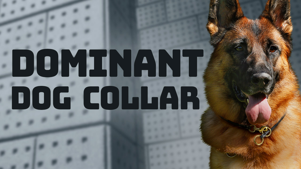 Dominant Dog Collar: Low-Profile Bite Release Collar