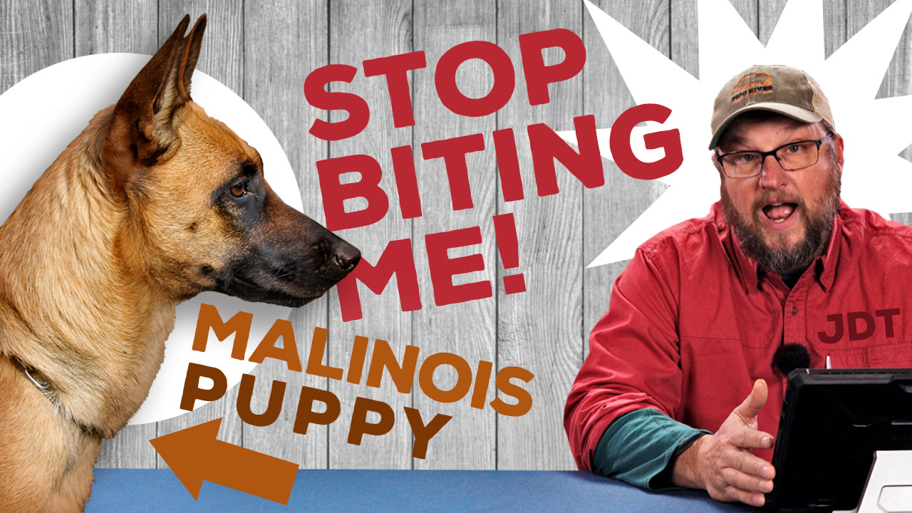 The Jaded Dog Trainer: My Malinois Won’t Stop Biting Me!