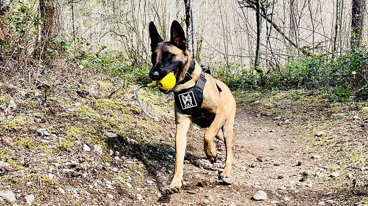 K9 Spotlight: Ben Jack and K9 Bolt