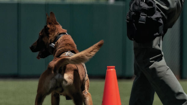 using an e collar to stop biting