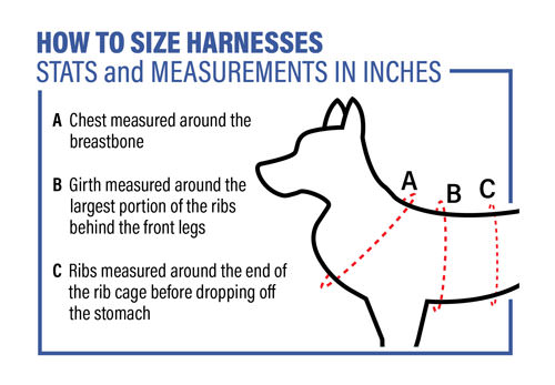 How to measure your dog to properly fit a harness