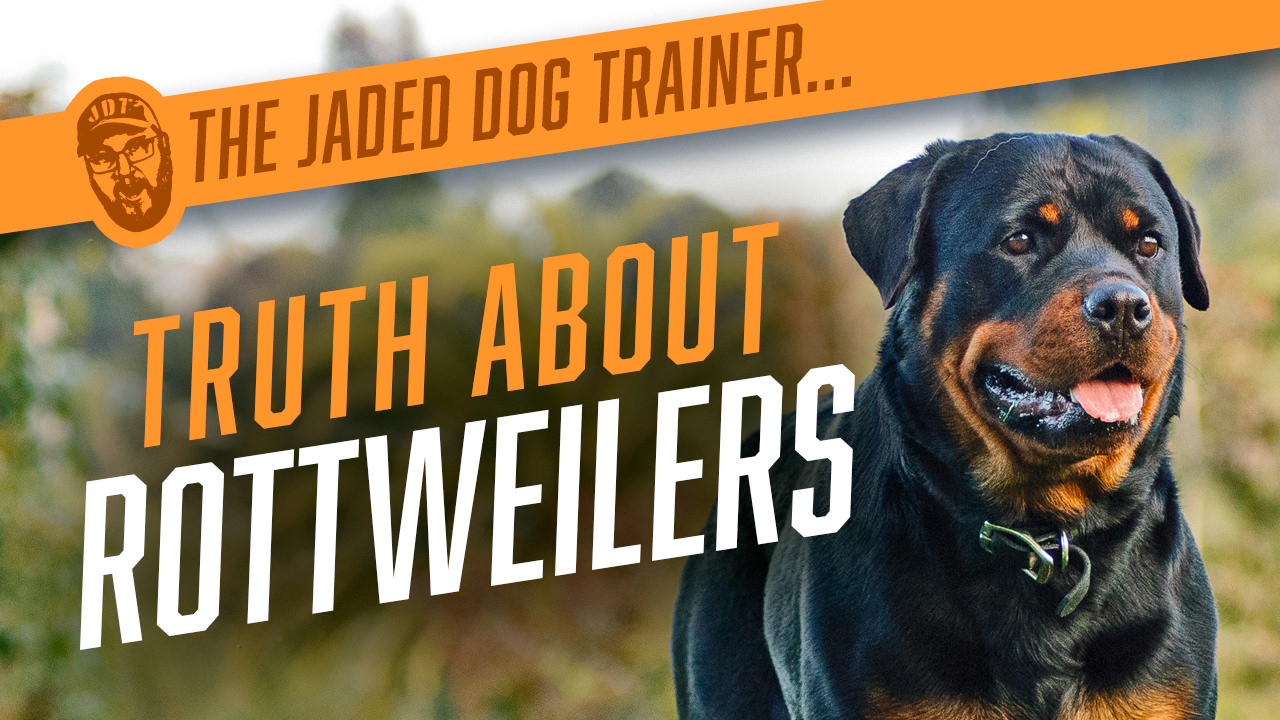 are rottweilers good city dogs