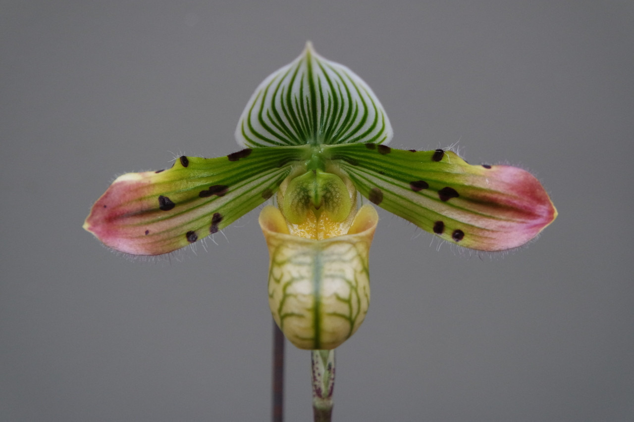 Paphiopedilum venustum (select breeding) - Main Image