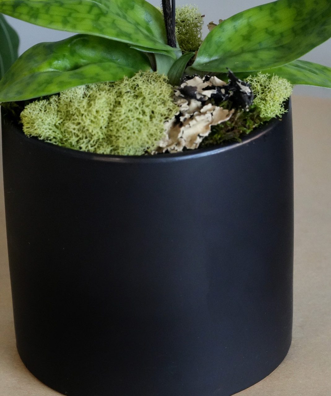 MODA SLIPPER | Seasons Best Ladyslipper Orchid - Orchid Dynasty