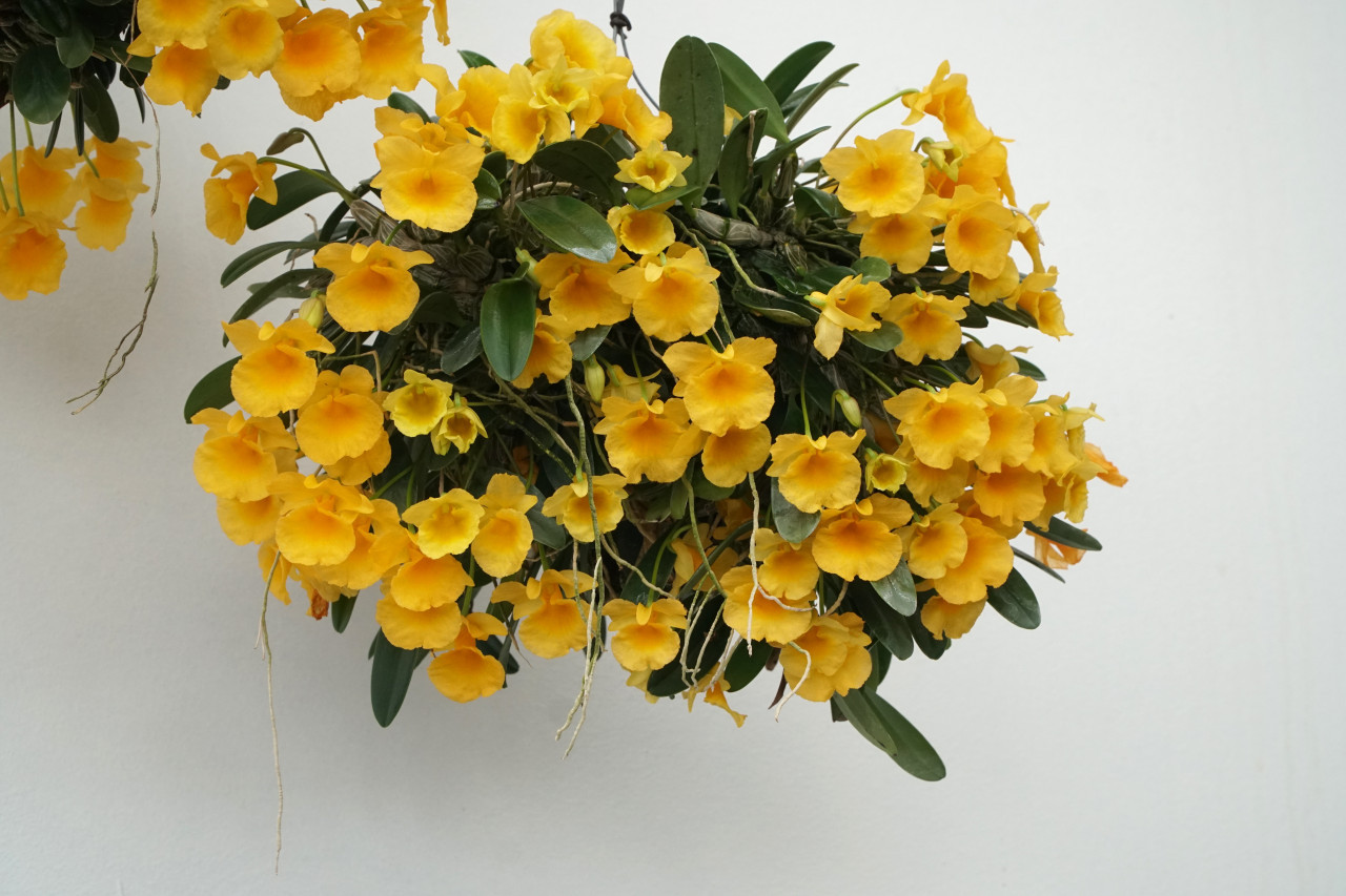 Dendrobium jenkinsii (aggregatum v jekinsii) - Orchid Dynasty