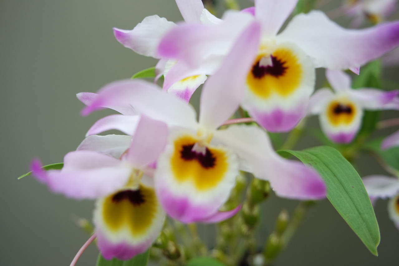 Dendrobium findlyanum v. oculatum x sib - Orchid Dynasty