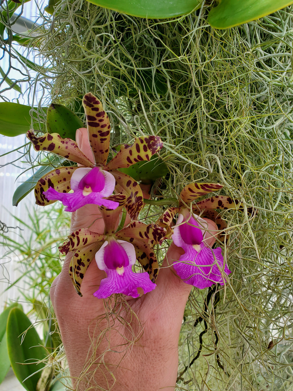Cattleya aclandiae (select breeding) - Orchid Dynasty