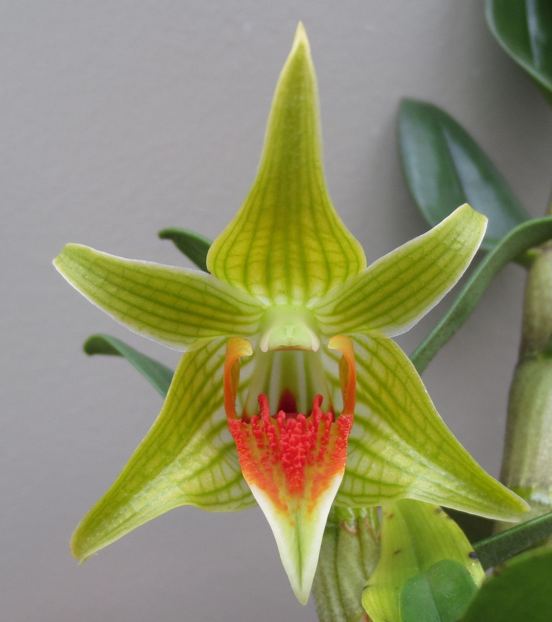 Dendrobium Peng Seng (cruentum x tobaense) - Orchid Dynasty