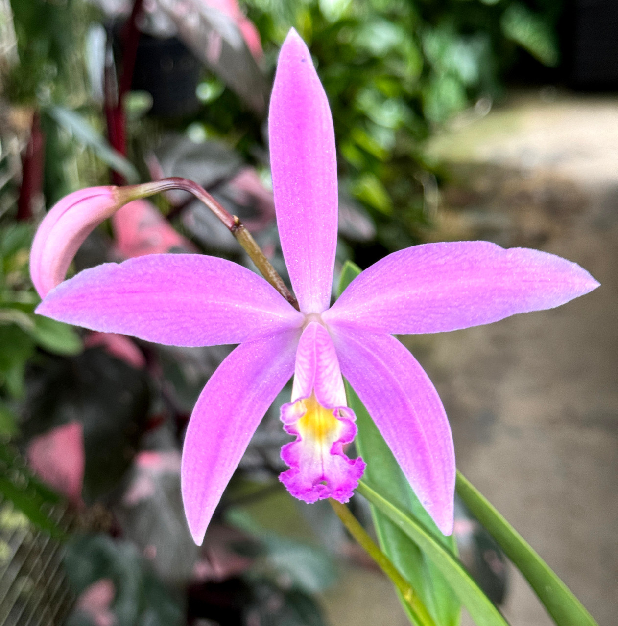 Laelia jongheana x Sophronitis mantiqueira - Orchid Dynasty