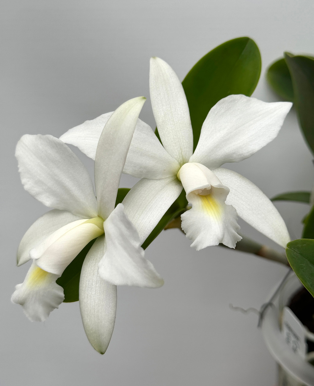 violacea alba Cattleya var. 洋蘭 sib C. Orchids x カトレア