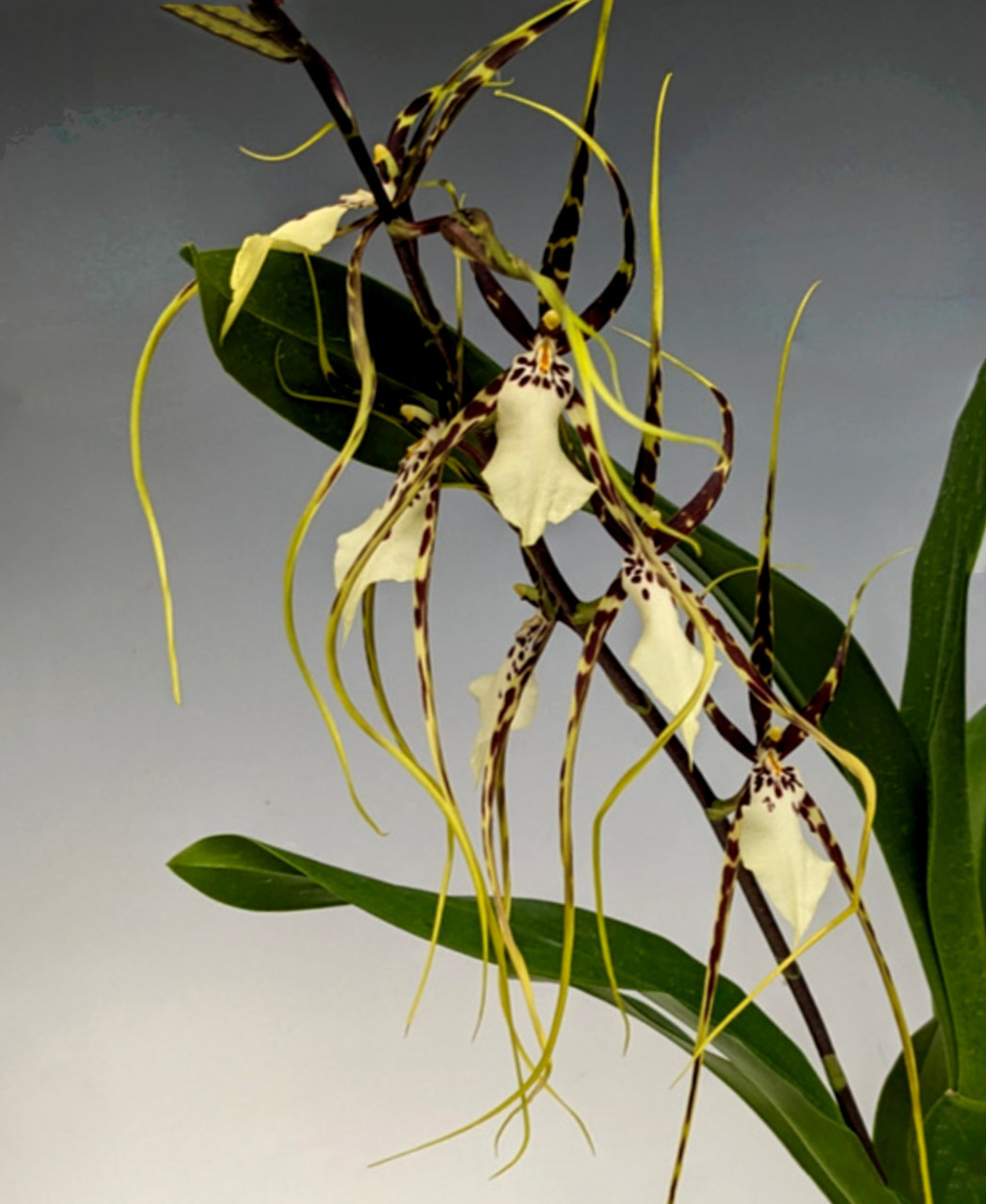 Bsdm. Kenneth Bivin 'Santa Barbara' HCC/AOS (Oncidium cariniferum