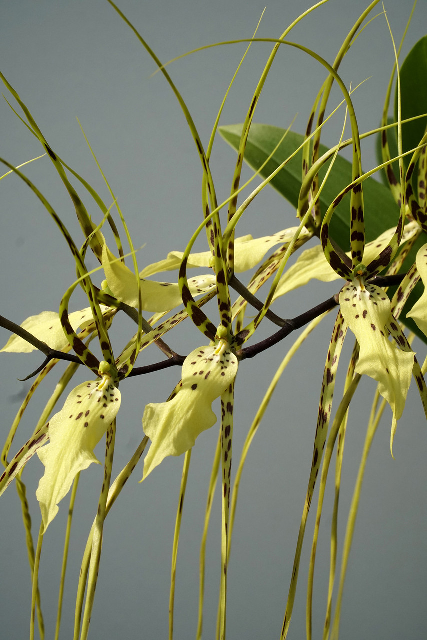 Brassia Rex 'Sakata' AM/AOS (verrucosa x gireoudiana) - Orchid Dynasty
