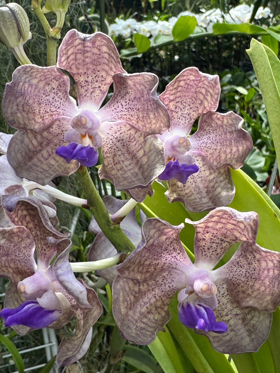 Vanda (Pda.) Motes Black Star (Violeta x Motes Purple Haze