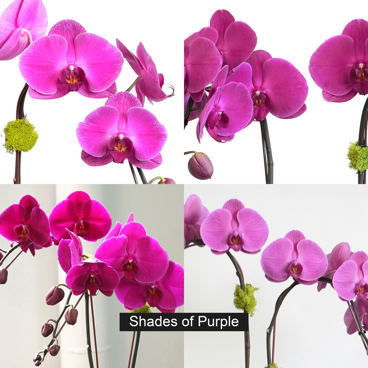 ZIMA| Triple Planter - Orchid Dynasty
