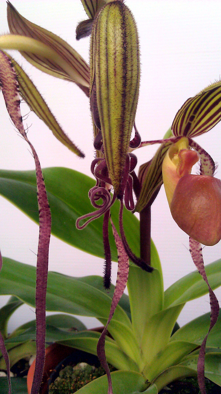 Paphiopedilum sanderianum ('Chi Hua Red' x 'Select') - Orchid Dynasty