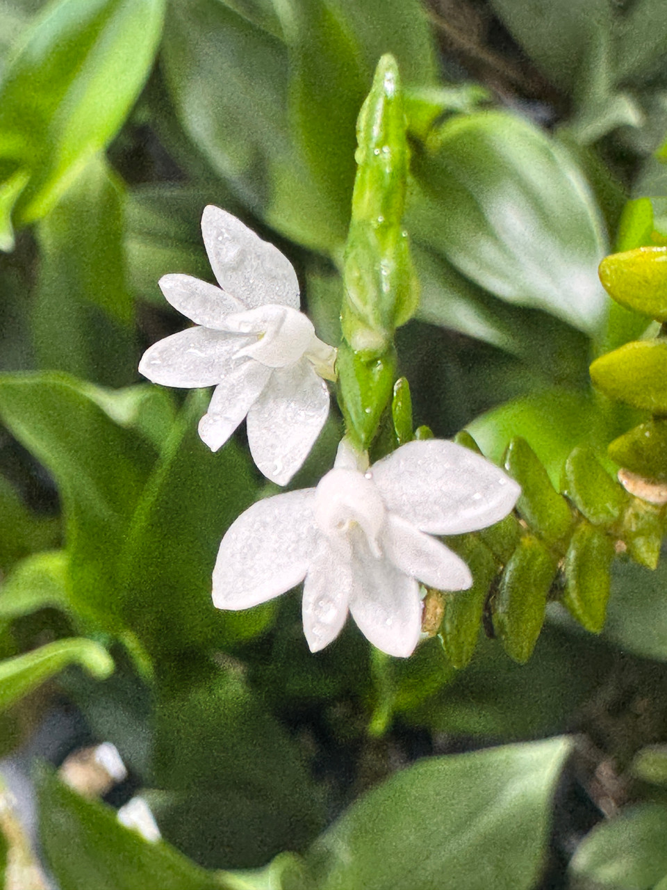 Angraecum distichum - Orchid Dynasty
