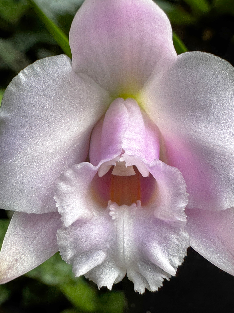 Laelia alaori - Orchid Dynasty