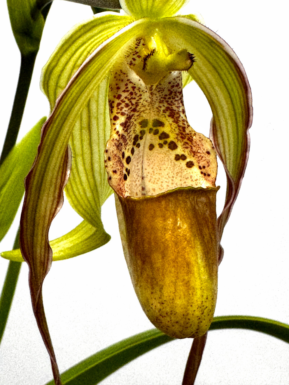 Phragmipedium Paul Eugene Conroy (wallisii x longifolium) - Orchid