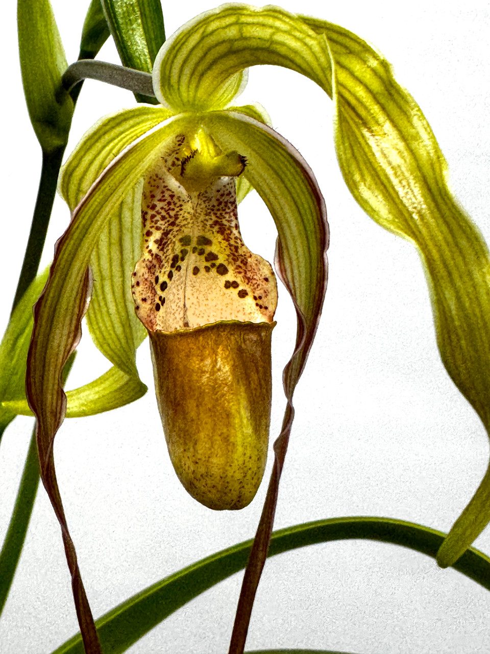 Phragmipedium Paul Eugene Conroy (wallisii x longifolium) - Orchid