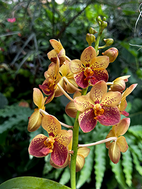 Vanda Motes Burning Sands 'Mary Motes' AM/AOS (lamellata × Motes