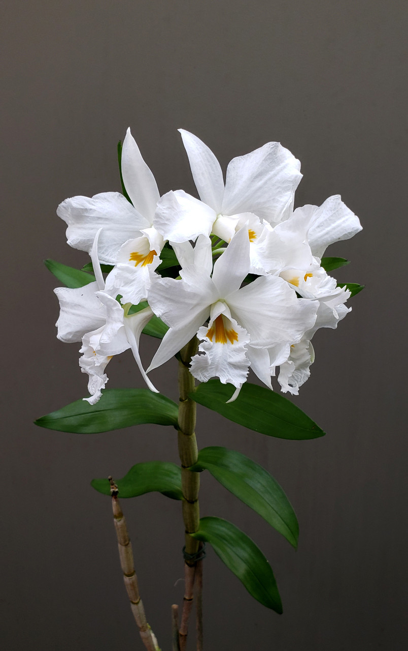Dendrobium infundibulum 'Hatamoto' x 'Orchid Dynasty' - Orchid Dynasty