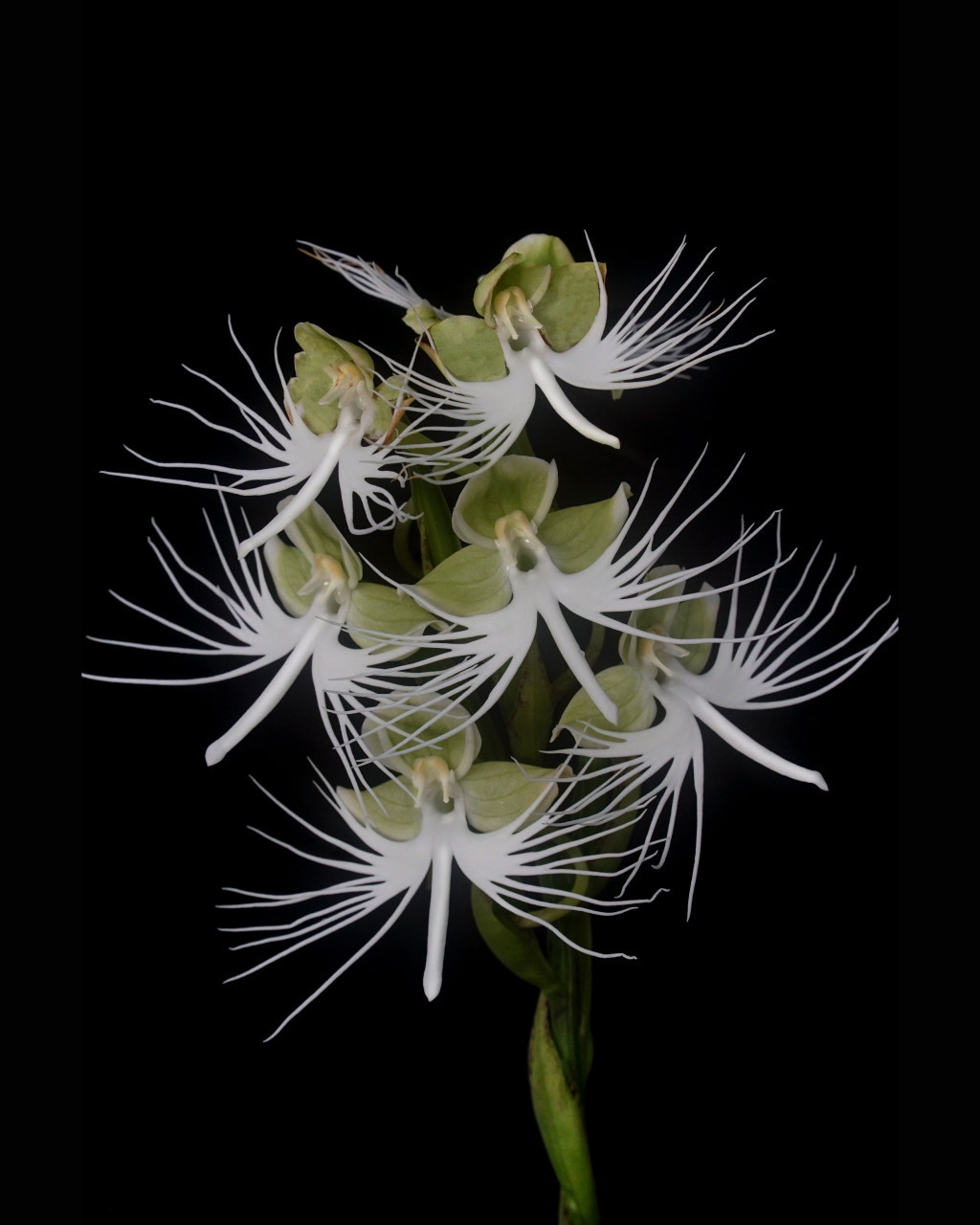 Habenaria Wow's White Fairies (Pec. susannae x medusae) - Orchid