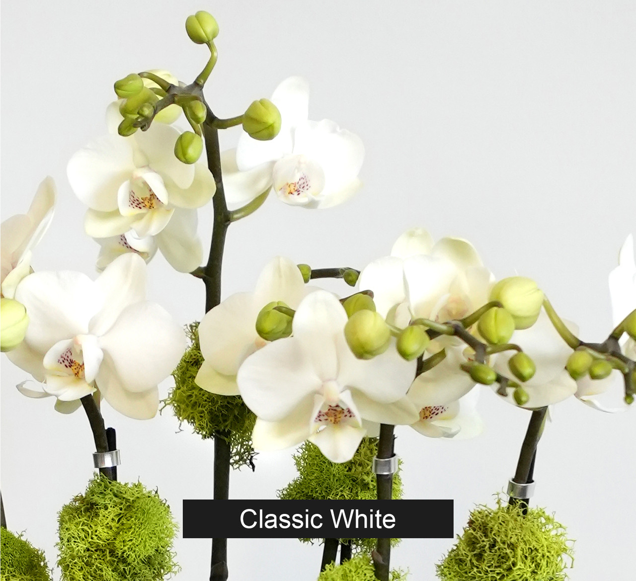 CASA | Compact Double Orchid - Orchid Dynasty