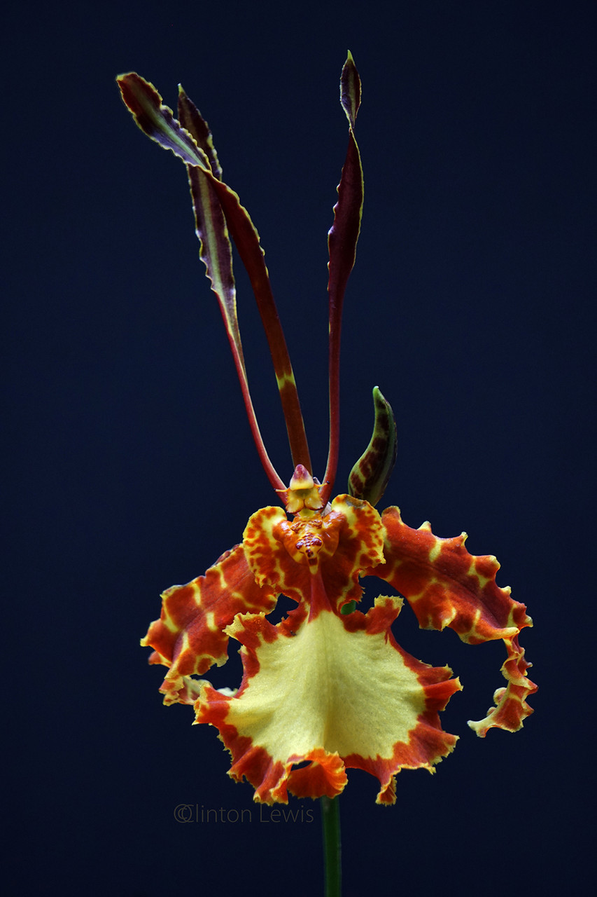 Psychopsis Mendenhall 'Hildos' FCC/AOS (Butterfly x papillio