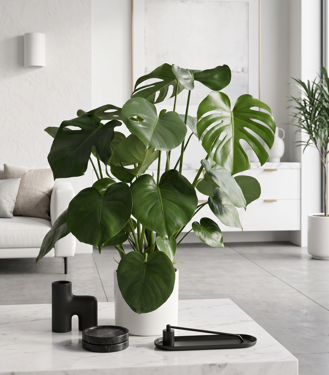 MONSTERA DELICIOSA | Tropical Planter - Orchid Dynasty