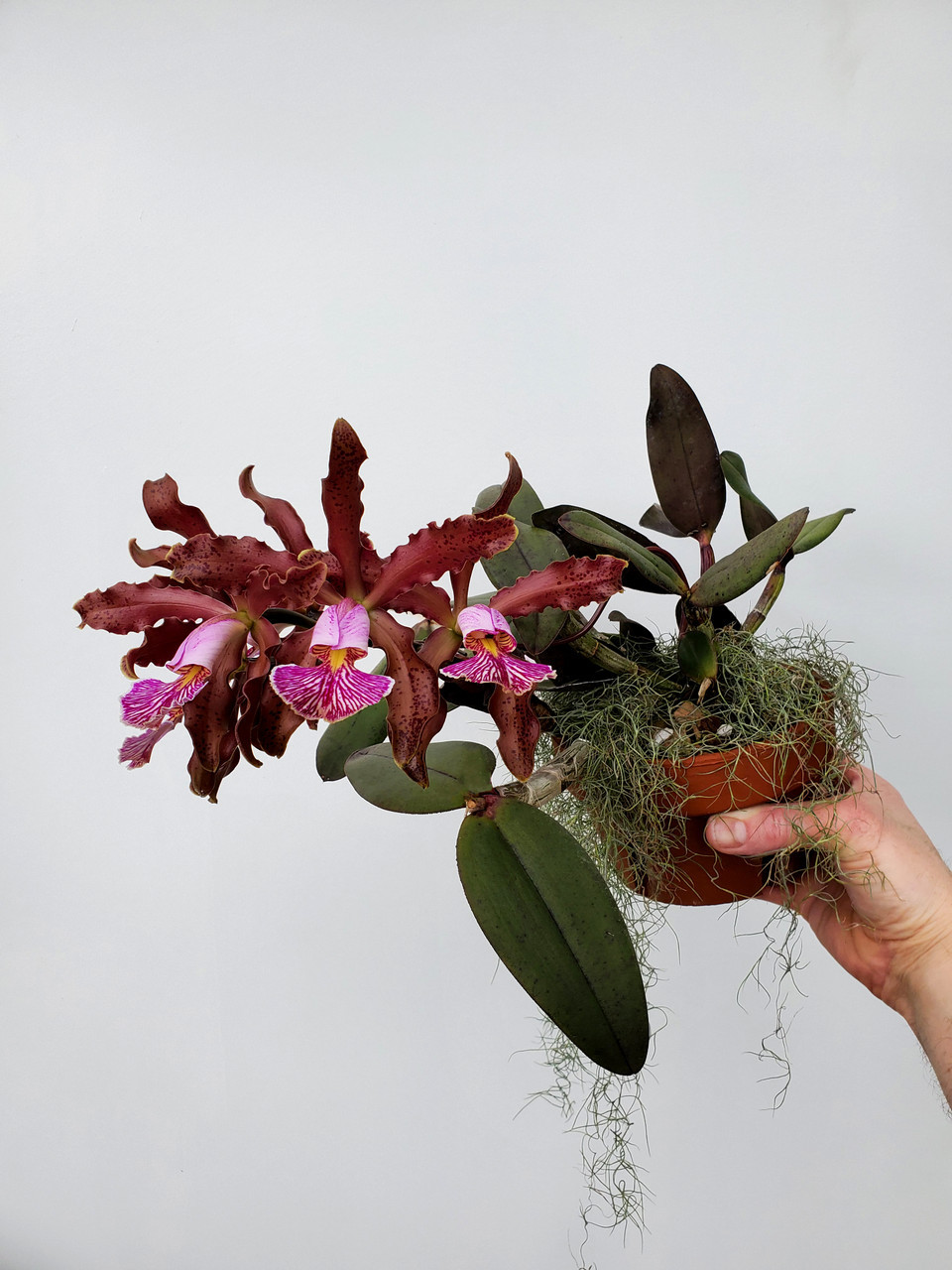洋蘭 原種 カトレア C. schilleriana 自然種美個体開花株 schilleriana カトレア 原種 洋蘭 C. 洋蘭原種 シレリアナ x Yahoo