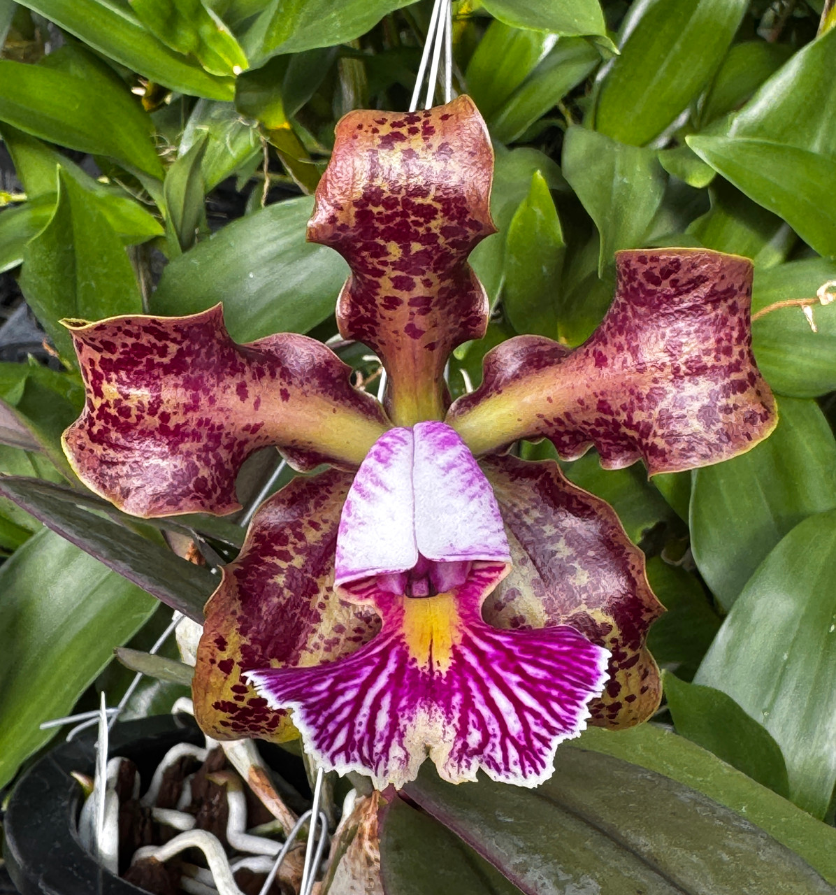 Cattleya schilleriana (select breeding)