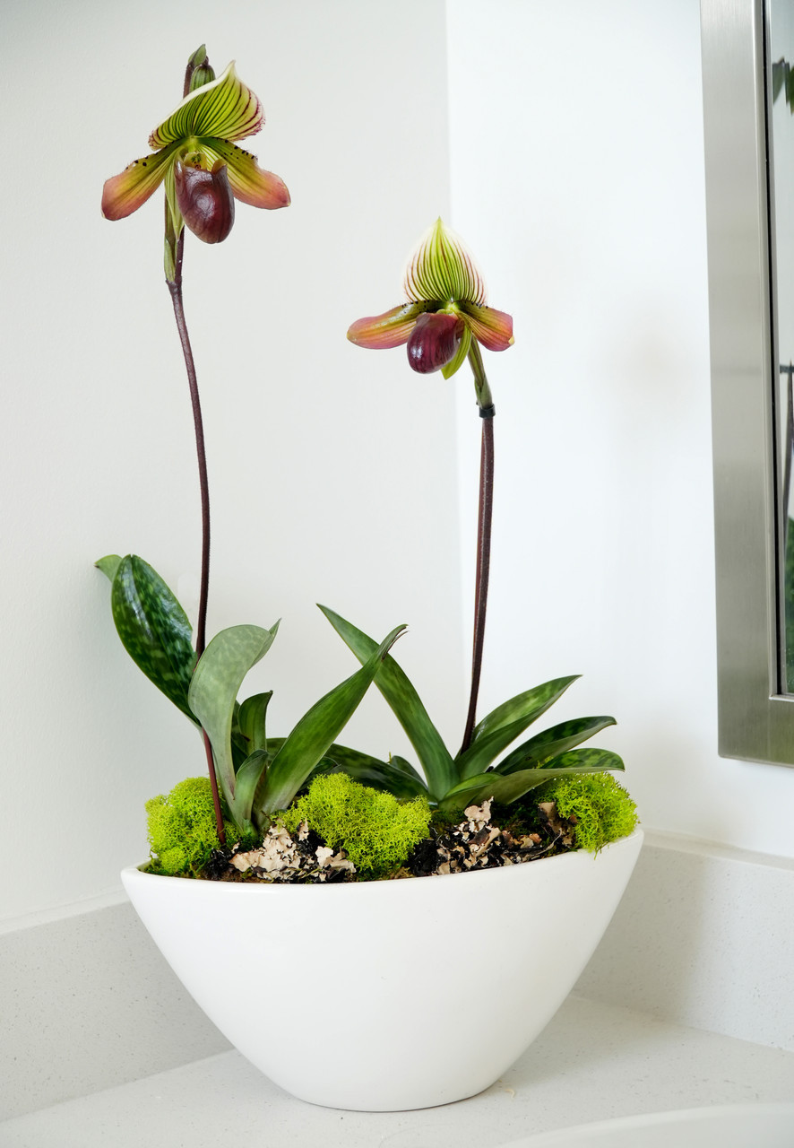 ポリプテルス PARISIENNE VENUS SLIPPER | Seasons Best Double Ladyslipper Orchid
