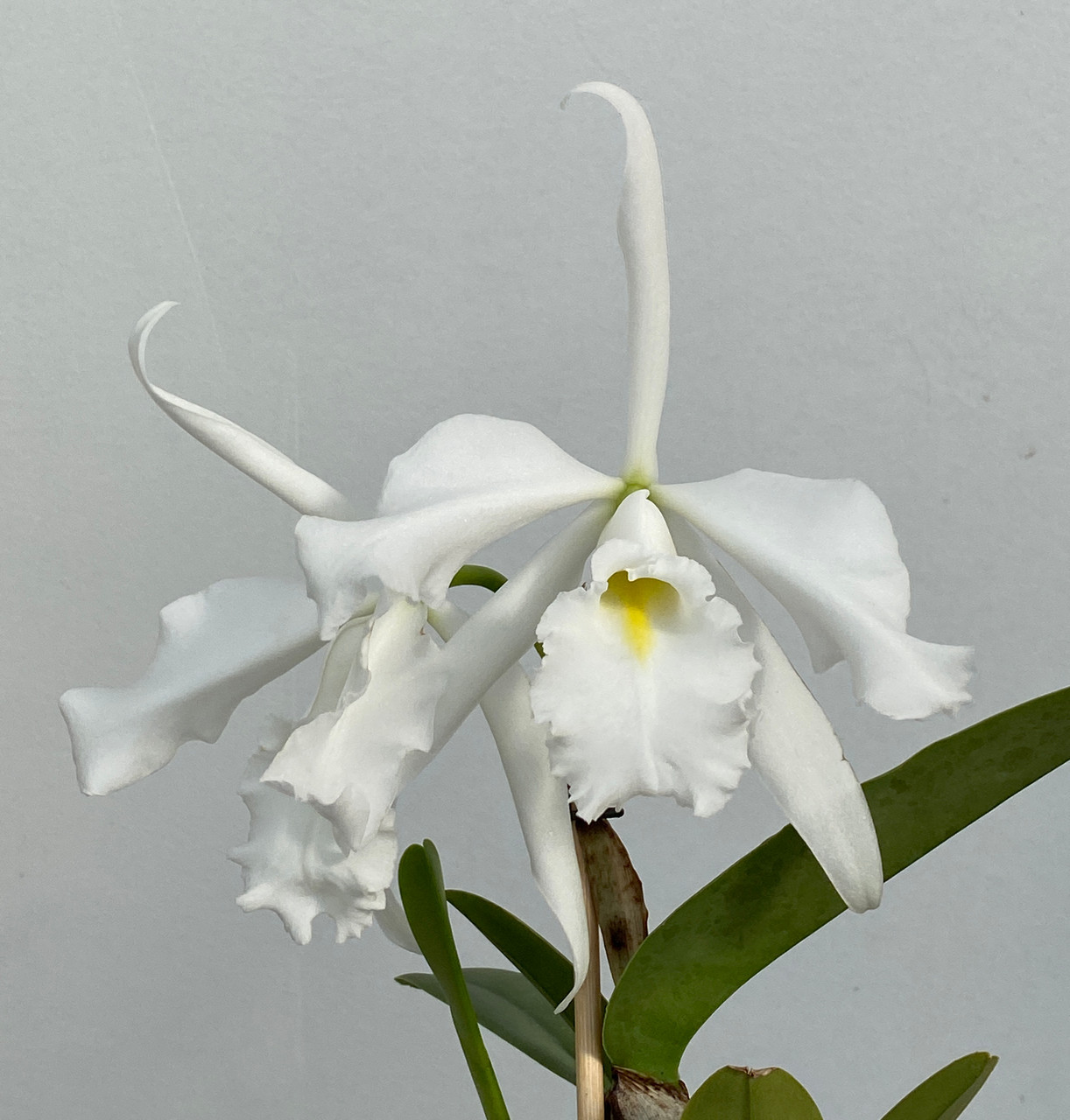 Cattleya maxima var. alba - Orchid Dynasty