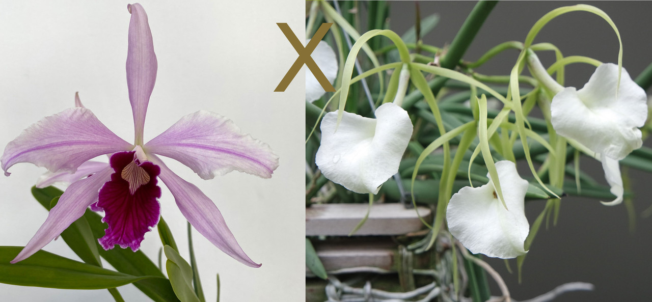 Bl. Morning Glory (B. nodosa 'Susan Fuchs' FCC/AOS x purpurata v