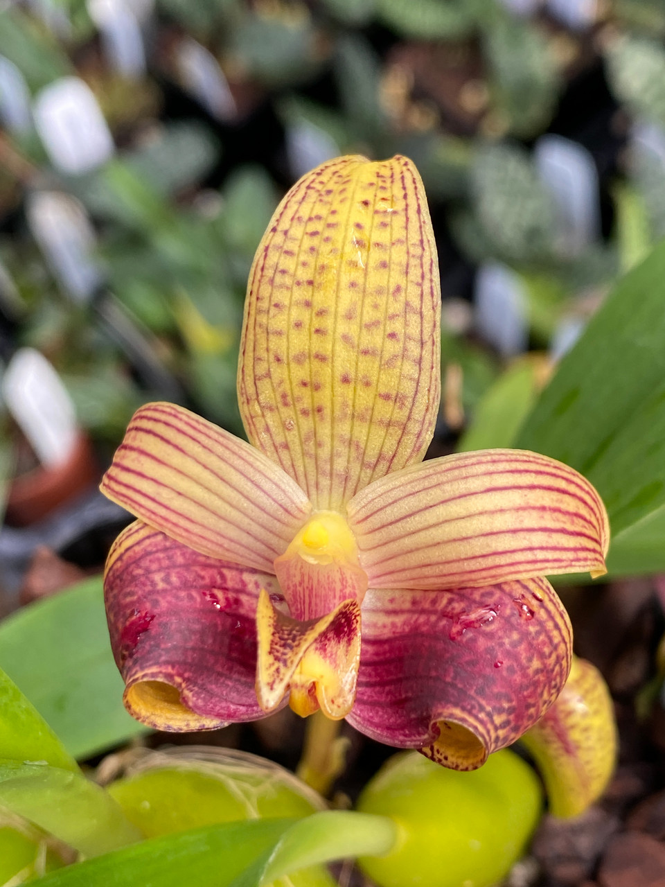 Bulbophyllum sumatrana x sib - Orchid Dynasty