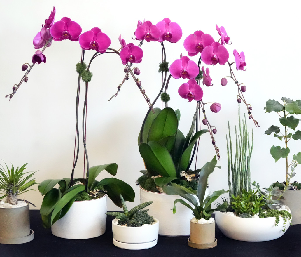 Valentines Orchids and Plants