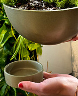 Ginseng Ficus (Ficus macrocarpa) | TROPICAL PLANTER